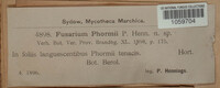 Gloeosporium phormii image